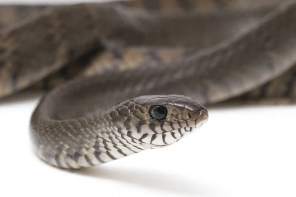 Ptyas Mucosa Comúnmente Conocida Como Serpiente Rata Oriental Serpiente Rata —  Fotos de Stock