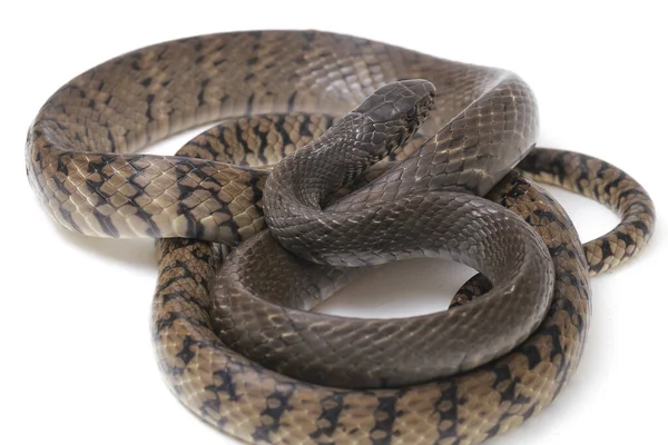 Ptyas Mucosa Comúnmente Conocida Como Serpiente Rata Oriental Serpiente Rata — Foto de Stock