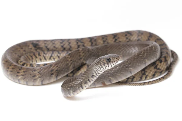 Ptyas Mucosa Communément Connu Sous Nom Serpent Rat Oriental Serpent — Photo