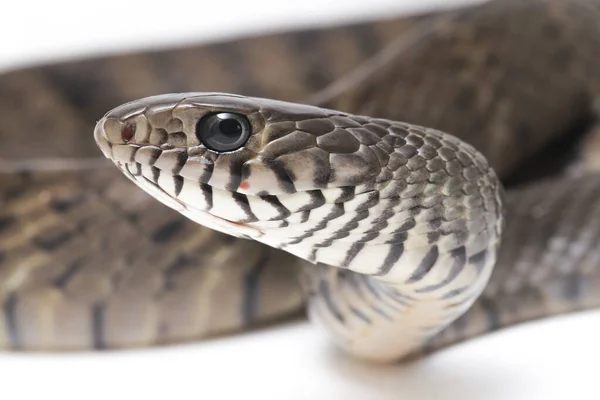 Ptyas Mucosa Beter Bekend Als Oosterse Ratenslang Een Gewone Slang — Stockfoto