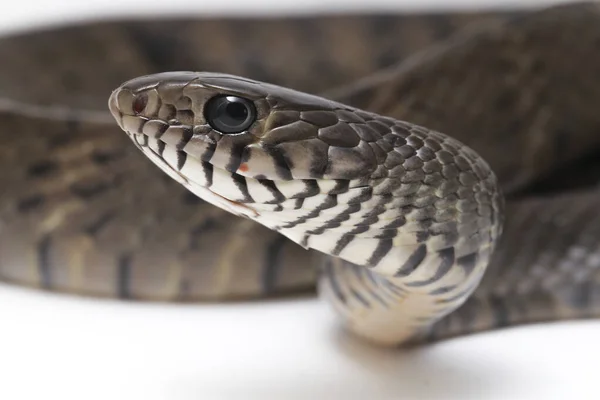 Ptyas Mucosa Comúnmente Conocida Como Serpiente Rata Oriental Serpiente Rata —  Fotos de Stock