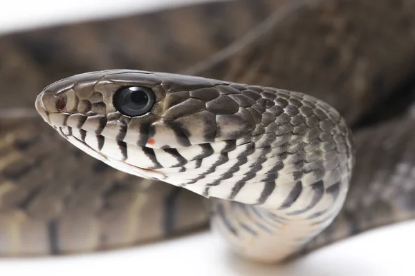 복족강 점액종 Ptyas Poinosa 원초라 뱀으로 알려져 Indian Rat Snake — 스톡 사진