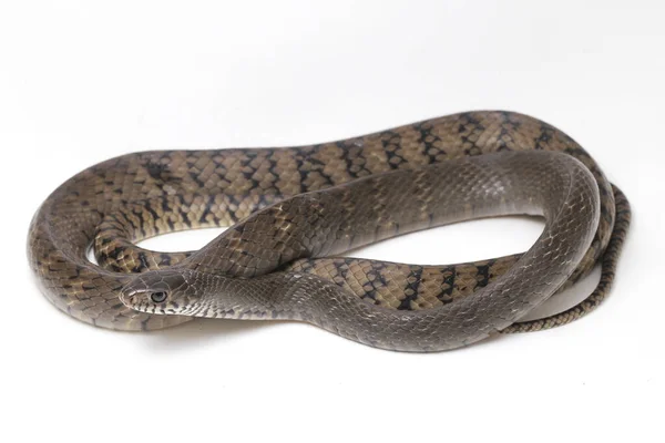 Ptyas Mukosa Běžně Známý Jako Orientální Chřestýš Indický Krysí Had — Stock fotografie