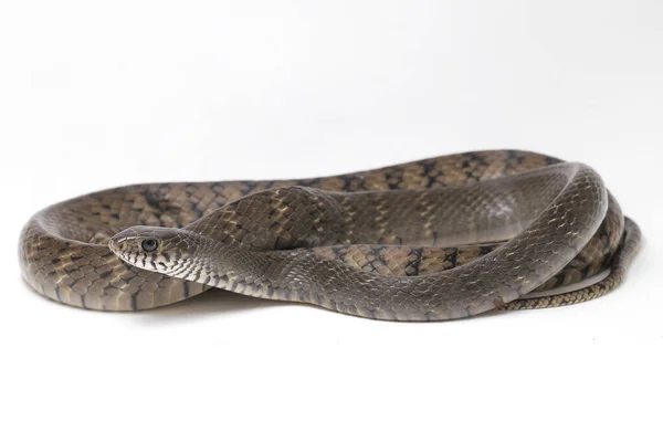 Ptyas Mucosa Comúnmente Conocida Como Serpiente Rata Oriental Serpiente Rata — Foto de Stock