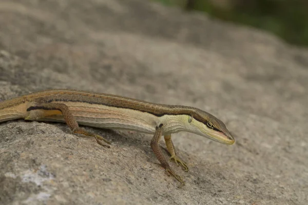 Lagarto Hierba Asiática Lagarto Cola Larga Seis Rayas Lagarto Cola —  Fotos de Stock