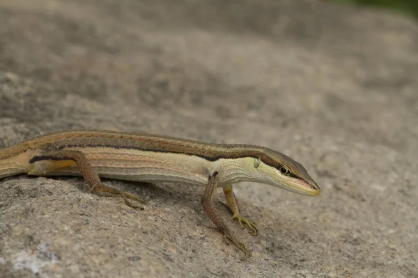 Asian Grass Lizard Six Striped Long Tailed Lizard Long Tailed — Stock Photo, Image