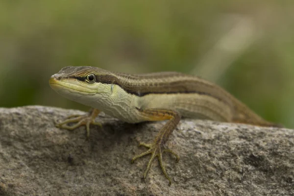 Lagarto Hierba Asiática Lagarto Cola Larga Seis Rayas Lagarto Cola — Foto de Stock