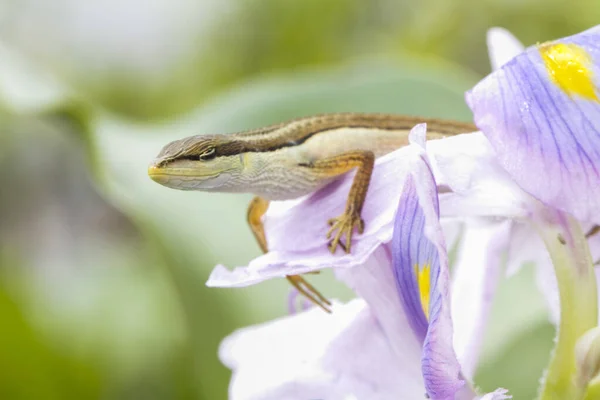 Lagarto Hierba Asiática Lagarto Cola Larga Seis Rayas Lagarto Cola —  Fotos de Stock