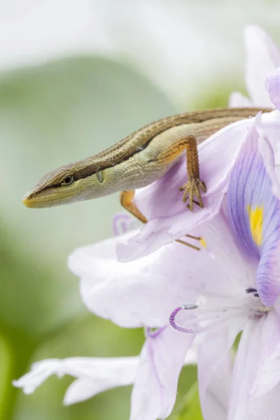 Lagarto Hierba Asiática Lagarto Cola Larga Seis Rayas Lagarto Cola —  Fotos de Stock