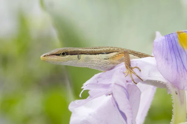 Lagarto Hierba Asiática Lagarto Cola Larga Seis Rayas Lagarto Cola —  Fotos de Stock