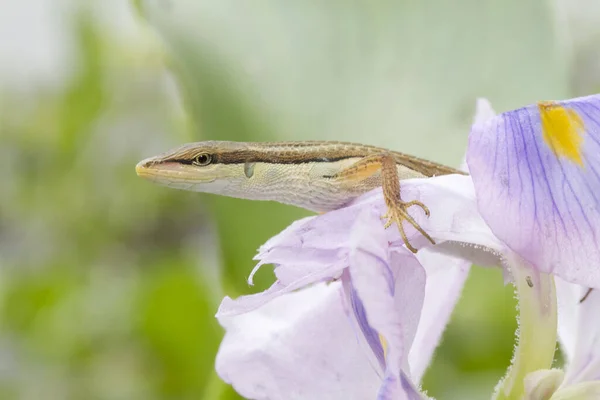 Lagarto Hierba Asiática Lagarto Cola Larga Seis Rayas Lagarto Cola —  Fotos de Stock