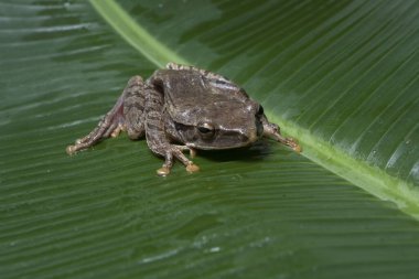 Ortak Güneydoğu Asya Ağaç Kurbağası - Çokayaklı lökositstax, Endonezya