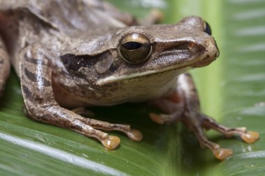 Ortak Güneydoğu Asya Ağaç Kurbağası - Çokayaklı lökositstax, Endonezya