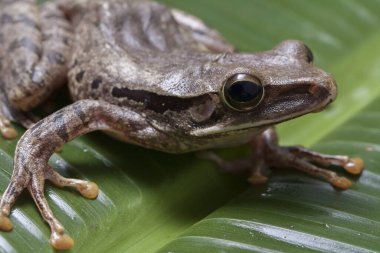 Ortak Güneydoğu Asya Ağaç Kurbağası - Çokayaklı lökositstax, Endonezya