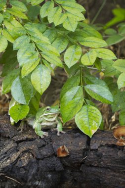 Dolgun kurbağa, ağaç kurbağası, papua yeşil ağaç kurbağası.