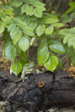 Dolgun kurbağa, ağaç kurbağası, papua yeşil ağaç kurbağası.