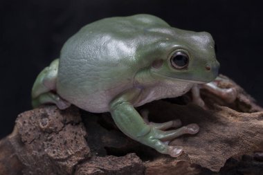 Dolgun kurbağa, kurbağa, papua, yeşil ağaç kurbağası.
