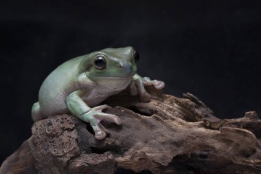 Dolgun kurbağa, kurbağa, papua, yeşil ağaç kurbağası.