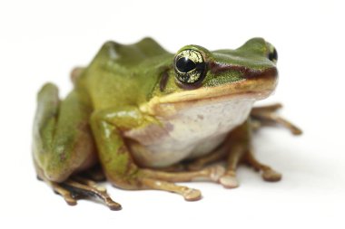 Yaygın Güneydoğu Asya Yeşil Ağaç Kurbağası - Beyaz arka planda izole edilmiş lökositlerin çoklu tarihleri