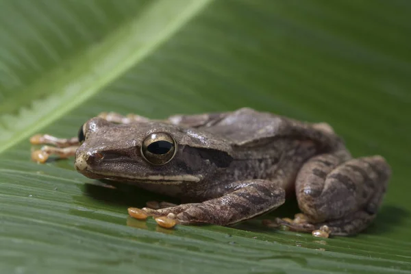 Common Southeast Asian Tree Frog Polypedates Leucomystax Indonesia — Stock Photo, Image