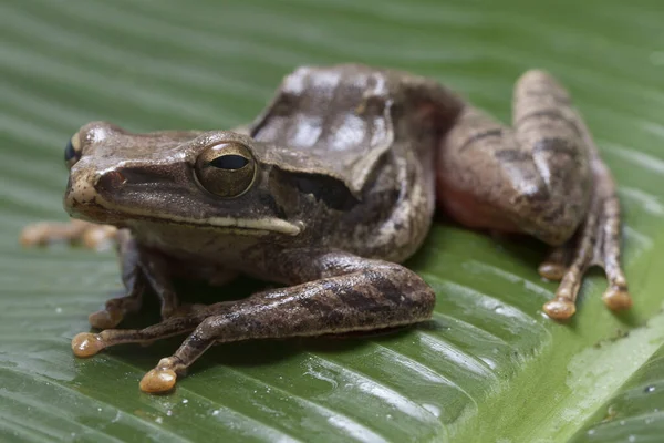 Rana Arbórea Común Del Sudeste Asiático Polypedates Leucomystax Indonesia — Foto de Stock