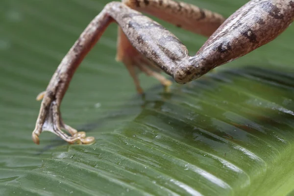 Rana Comune Dell Albero Del Sud Est Asiatico Polypedates Leucomystax — Foto Stock