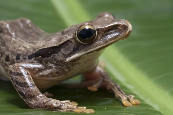 Árvore Sudeste Asiático Polypedates Leucomystax Indonésia — Fotografia de Stock