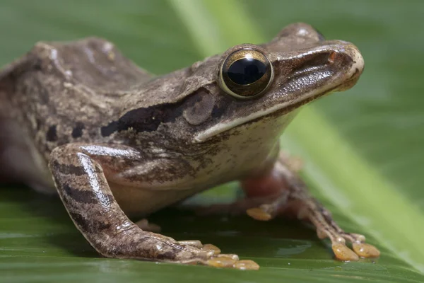 Südostasiatischer Laubfrosch Polypedates Leucomystax Indonesien — Stockfoto