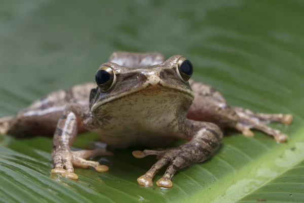 Árvore Sudeste Asiático Polypedates Leucomystax Indonésia — Fotografia de Stock