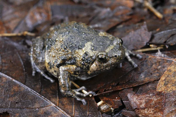 Banded Bullfrog Aziatische Smalle Padden Het Kent Ook Mollige Bellenkikker — Stockfoto