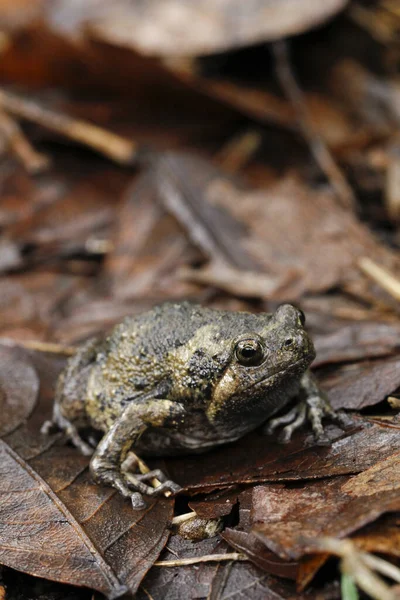 Banded bullfrog or Asian narrowmouth toads It also know chubby or bubble frog This frog is native to Southeast Asia, and usually lives on the forest floor and in rice fields. Central Java, Indonesia.