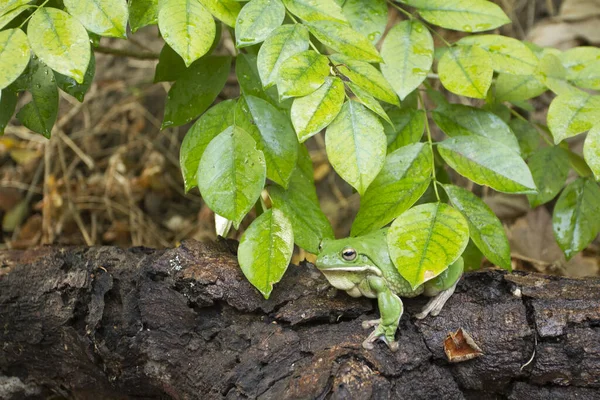 Cerca Rana Volcada Rana Arborícola Rana Arborícola Verde Papua —  Fotos de Stock