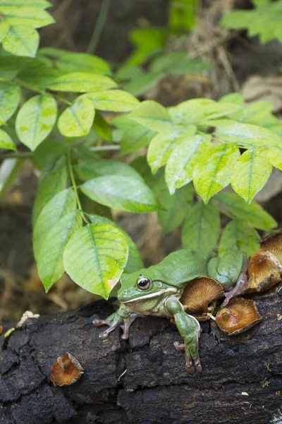 Cerca Rana Volcada Rana Arborícola Rana Arborícola Verde Papua —  Fotos de Stock