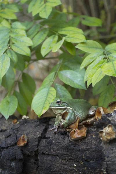 Närbild Dumdristig Groda Trädgroda Papua Grön Trädgroda — Stockfoto