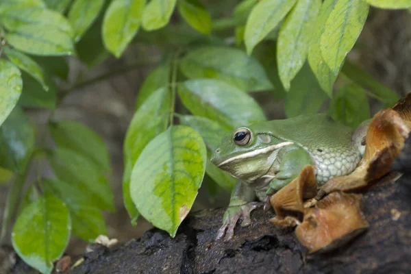 でこぼこカエル ツリーカエル パプア緑の木カエルを閉じます — ストック写真