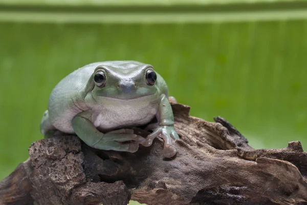 小さなカエルの木のカエルのパプア緑の木のカエルを閉じる — ストック写真