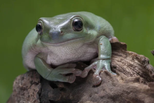 Close Dumpy Frog Tree Frog Papua Green Tree Frog — Stock Photo, Image