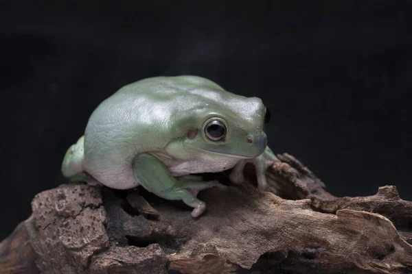 Close Dumpy Frog Tree Frog Papua Green Tree Frog — Stock Photo, Image