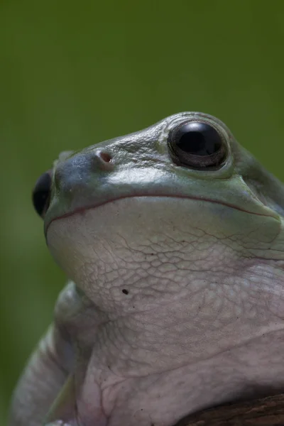 小さなカエルの木のカエルのパプア緑の木のカエルを閉じる — ストック写真