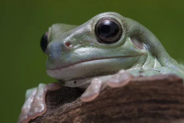 Dolgun Kurbağa Kurbağa Papua Yeşil Ağaç Kurbağası — Stok fotoğraf