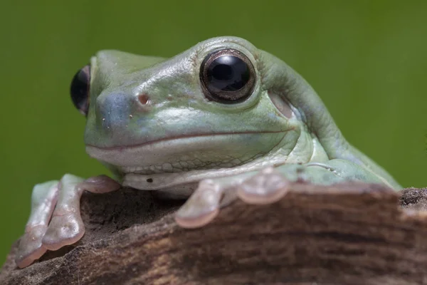 小さなカエルの木のカエルのパプア緑の木のカエルを閉じる — ストック写真