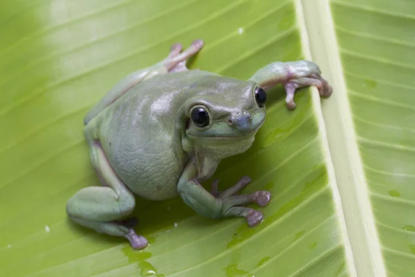 개구리 개구리 개구리 파푸아 개구리 — 스톡 사진