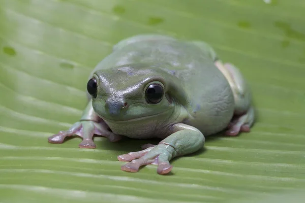 개구리 개구리 개구리 파푸아 개구리 — 스톡 사진