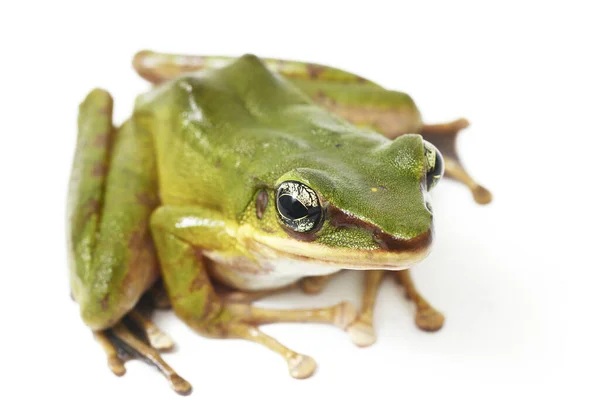 Árvore Verde Sudeste Asiático Comum Polypedates Leucomystax Isolado Sobre Fundo — Fotografia de Stock