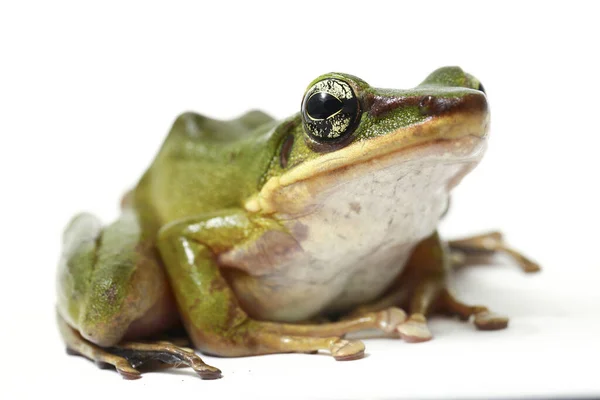 Rana Arbórea Verde Del Sudeste Asiático Común Polypedates Leucomystax Aislado —  Fotos de Stock