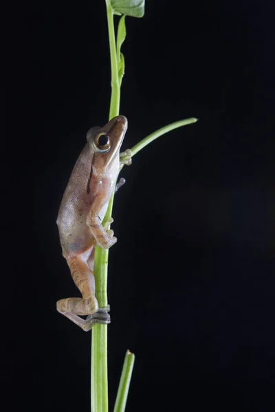 Společná Jihovýchodní Asie Strom Žába Polypedates Leucomystax Zeleném Jezírku Rákosí — Stock fotografie