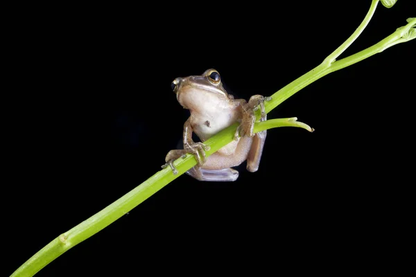 东南亚常见树蛙 在绿色池塘芦苇上的多年生豆科植物 在黑色背景上被隔离 印度尼西亚 — 图库照片