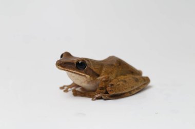 Ortak Güneydoğu Asya Ağaç Kurbağası - Beyazda izole lökositleri