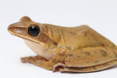 Ortak Güneydoğu Asya Ağaç Kurbağası - Beyazda izole lökositleri