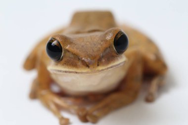 Ortak Güneydoğu Asya Ağaç Kurbağası - Beyazda izole lökositleri